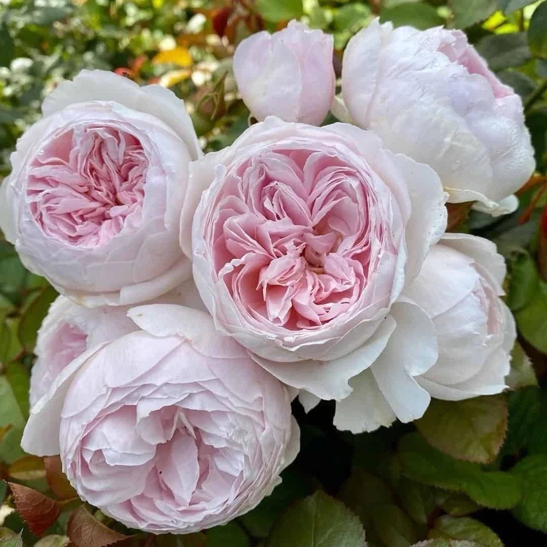 Earth Angel Rose Floribunda Unrooted Cuttings - 3 Fresh Pink Rose Plant Cuttings Rosa 'Earth Angel'