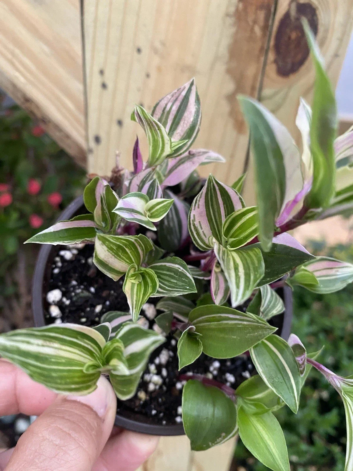 Tradescantia Tricolor Live Houseplant 4” Pot - Variegated Indoor Plant