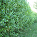 Hybrid Aussie Willow Trees - 5 Pack - Fast Growing Privacy & Shade - Salix x 'Aussie'