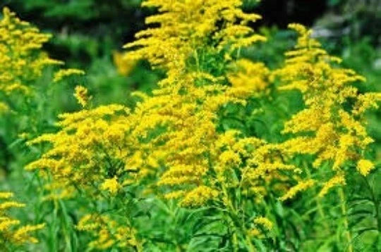 Goldenrod Seeds 200 Pack Solidago Rigida Wildflower Native Plant Medicinal Herb