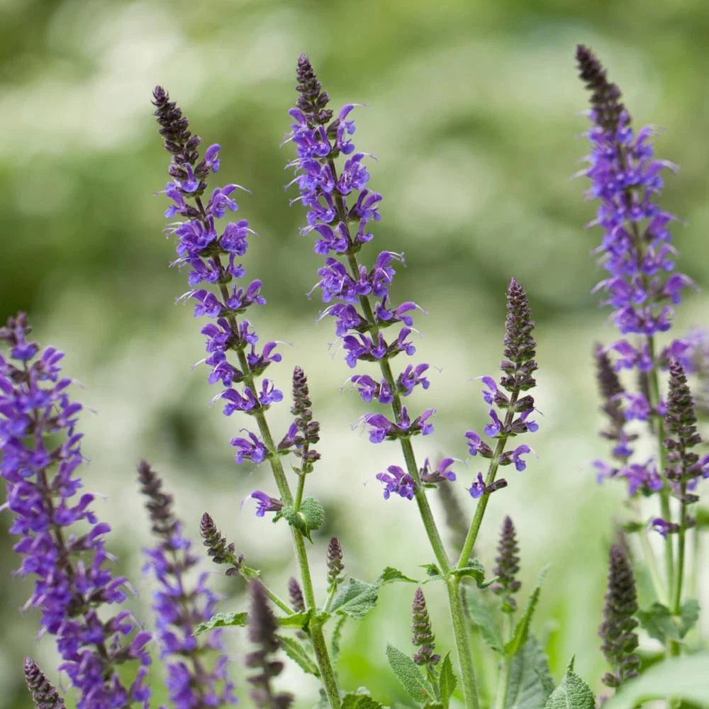 Chia Seeds 750 - 75,000 Seeds Non-GMO Heirloom Salvia hispanica Free Shipping