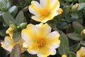 Lemon Twist Portulaca Oleracea Seeds - Colorful Succulent for Gardens & Containers - Drought-Resistant, Easy to Grow, Pollinator Attracting
