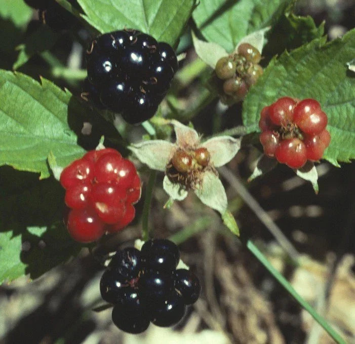 Swamp Dewberry Bare Root Plants – Low-Growing Edible Bush – Rubus caesius Native Wild Fruit Shrubs (Set of 5)