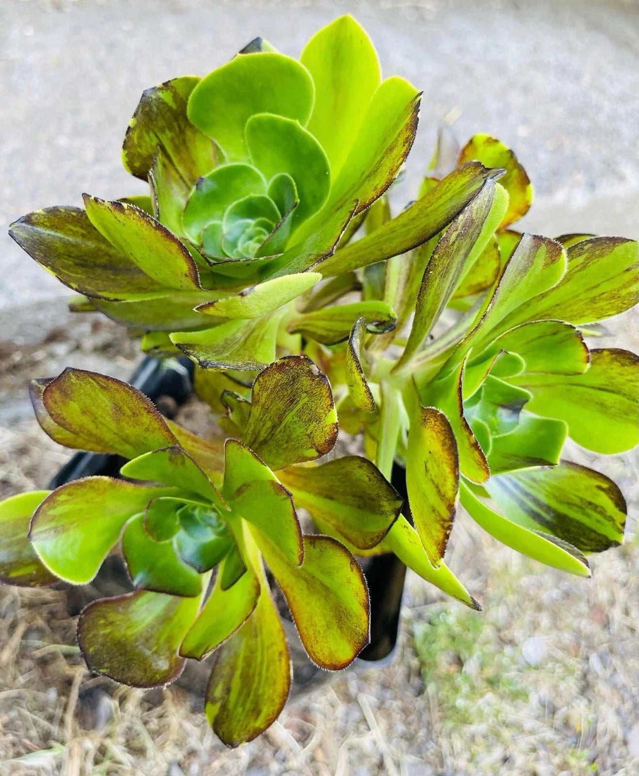 Rare Aeonium Cutting 4" Voodoo Brushed Variegated Succulent, Aeonium 'Voodoo'