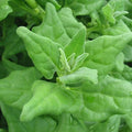 New Zealand Spinach Seeds - 50 Non-GMO Tetragonia tetragonioides for Organic Gardening, Easy to Grow, Full Sun to Partial Shade