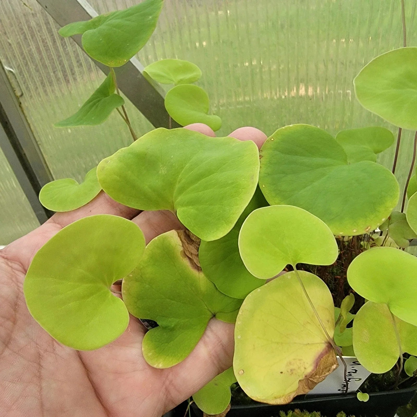Utricularia reniformis Plant Cutting - Established Roots - Highland Growth - Aquatic Bladderwort