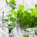 Chervil Seeds 1000 Count Non-GMO Heirloom Anthriscus cerefolium | USA Seller