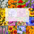 Wildflower Seed Mix 1/2 Pound South Dakota Western Native Seeds for Pollinators, Covers 1,600 sq ft