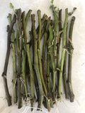 Sweet Potato Slips 20 Count Cutting Vine Ipomoea batatas Ready to Plant Organic Garden Starter