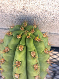 Cereus Cactus Cutting 8.5" - Succulent Propagation Plant - Unique Cereus spp. for Indoor & Outdoor Growth