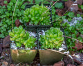 Haworthia Cymbiformis Obtusa Succulent - 3.5" Multi-Head Plant - Rare Indoor & Outdoor Plant