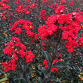 Crape Myrtle Starter Plant - Ebony Fire Variety - Lagerstroemia - Well Rooted, Easy to Grow