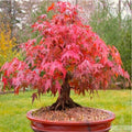 Red Japanese Maple Tree Seeds - 20 Pack, Acer Palmatum Atropurpureum, Ideal for Bonsai Gardening