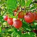 Pixwell Gooseberry Plant 2-Year-Old Ribes uva-crispa Light Green to Pink Berries Tart Flavor Zones 3-8