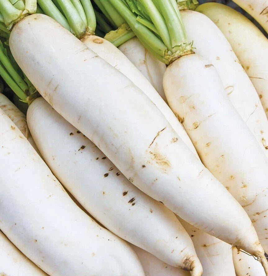 Daikon Radish Seeds 200+ Japanese White Raphanus sativus Root Vegetable for Gardens
