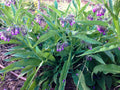Organic Common Comfrey Plants - Permaculture Compost Booster - No Pesticides - Symphytum officinale