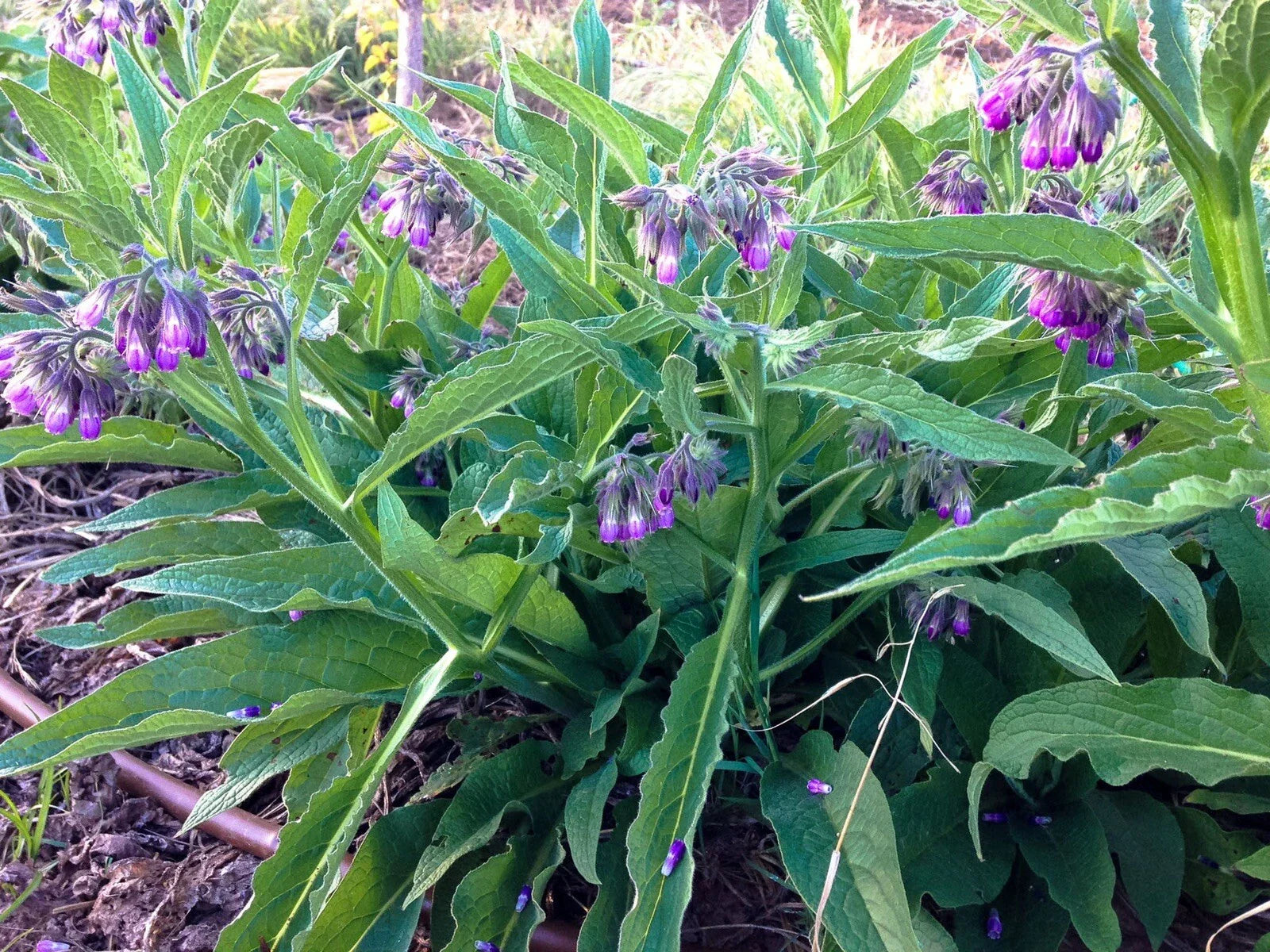 Organic Common Comfrey Plants - Permaculture Compost Booster - No Pesticides - Symphytum officinale