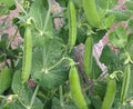 Heirloom Peas Seeds - Little Marvel Variety - 20+ Seeds - Tasty Snack - Perfect for Home Garden - Pisum sativum