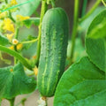 Carolina Cucumber Seeds | F1 Hybrid, Early Pickling Variety, Cucumis sativus, Compact Growth, 50+ Seeds