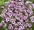 Bird's Eyes Gilia Seeds 500+ Tricolor Annual Flower for Hummingbirds, Gilia tricolor, Wildflower Garden, Easy to Grow