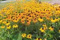 Black Eyed Susan Seeds 100 Count - Rudbeckia hirta - New Crop Brown Eyed Susan Garden Seeds for Flowering Plants