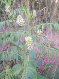 American Wild Licorice Seeds - Glycyrrhiza lepidota - Perennial Herb for Garden, Culinary & Herbal Use, 20 Seeds Pack