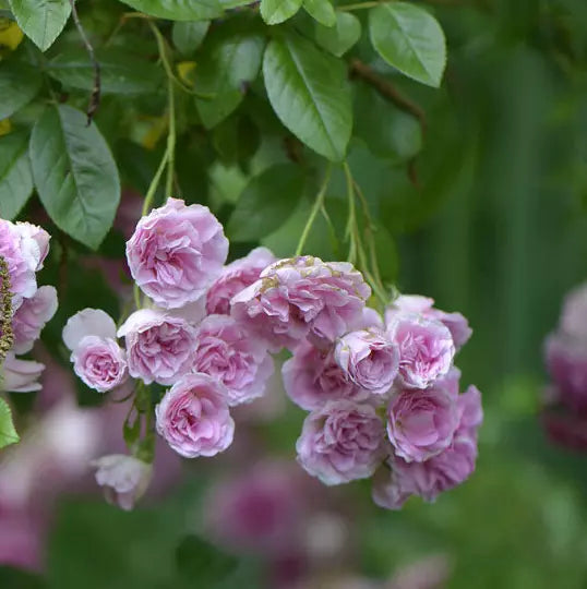 Heirloom Seven Sisters Pink Rose Bush - 1ft Live Climbing Plant, Rosa Multiflora, Fragrant Blooms, Easy Care, USA Seller