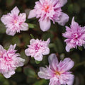 Portulaca Seaglass Double Pink Moss Rose Live Plants - Well-Rooted Plug, Hardy Succulent for Gardens & Containers