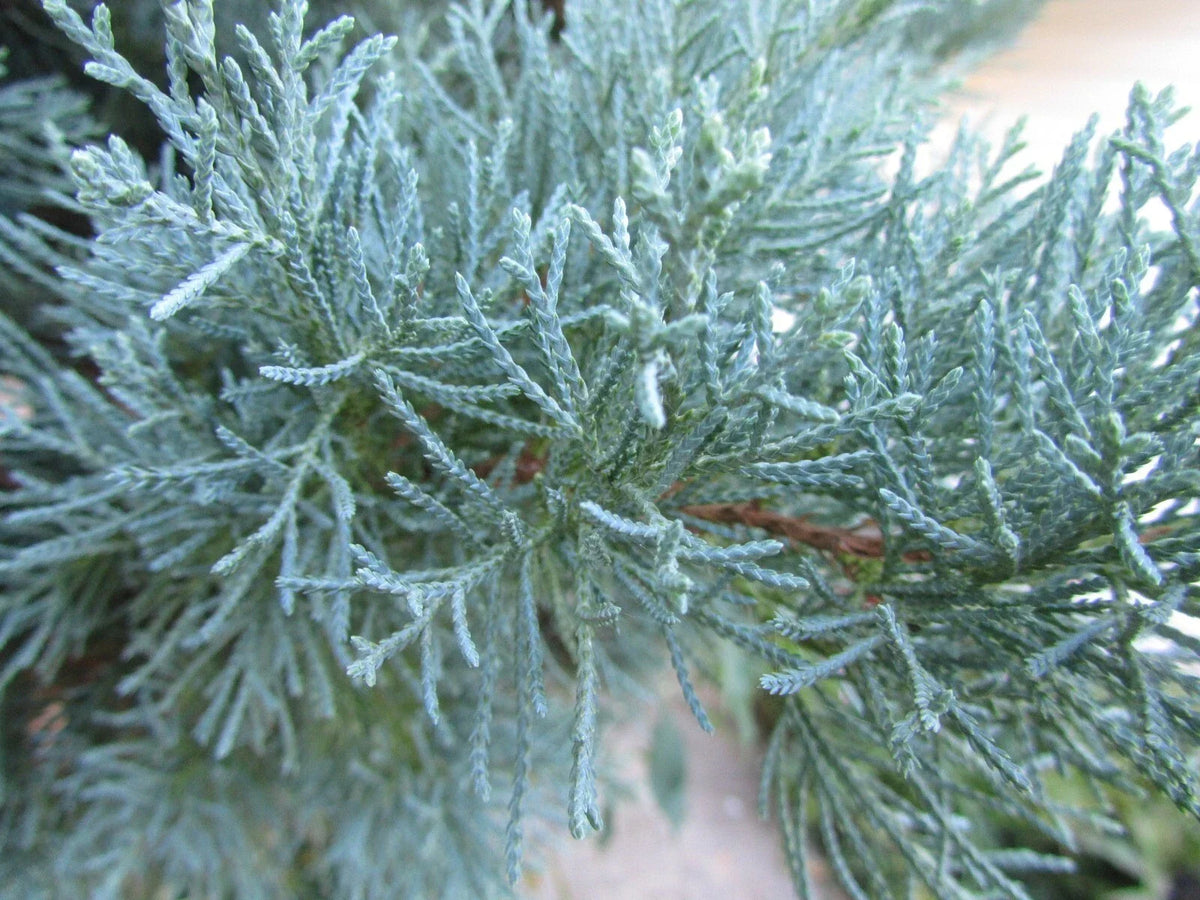 Fresh Juniper Cuttings | Grey Owl Spreading Juniperus horizontalis 'Grey Owl' | Evergreen Ground Cover for Rooting