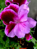 Geranium Live Plant 12-Inch Pelargonium spp. Light Purple Pink Maroon Flowering Plant