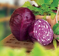 Red Acre Cabbage Seeds - 200+ Heirloom Organic NON-GMO - Brassica oleracea