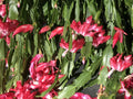 Christmas Cactus Cuttings 6 Pack, Schlumbergera Buckleyi, Indoor Plant Propagation, Holiday Blooming Succulent