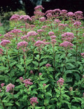 Joe Pye Weed Perennial Plant - Tall Grower, Winter Hardy, Bare-root - Eupatorium purpureum