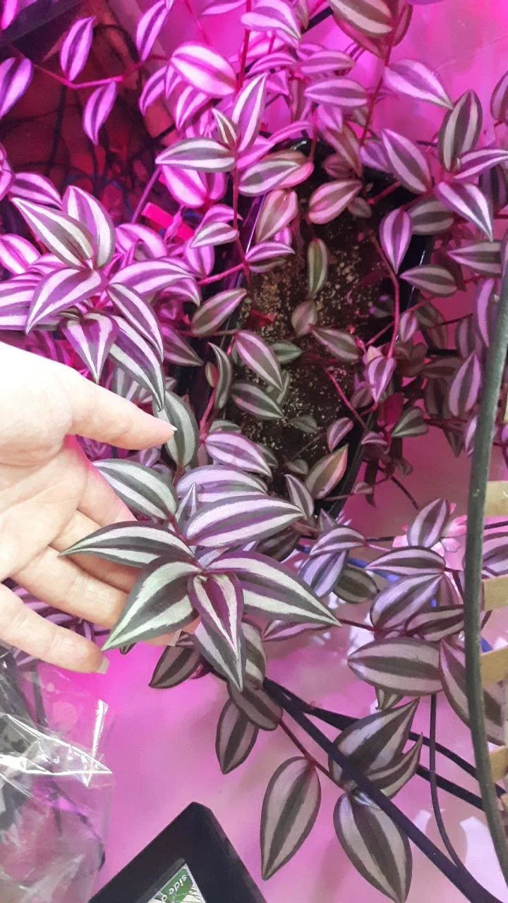 Wandering Jew Cuttings - 10 Unrooted Burgundy Tradescantia Zebrina Live Plant Cuttings