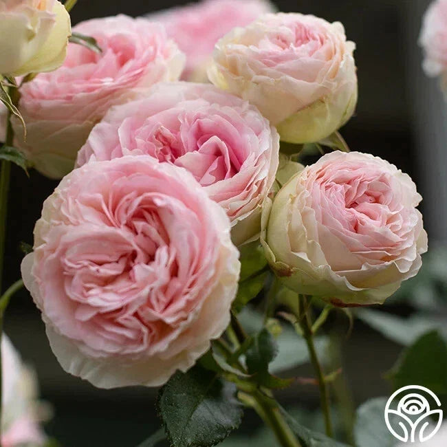 Eden Pink Climber Rose Cuttings 5-8" Unrooted Fresh Stems Rosa 'Eden' for Garden Propagation