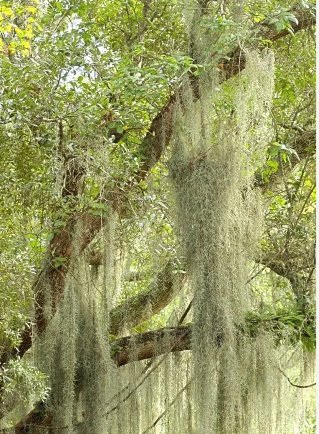 LIVE SPANISH MOSS Airplant - 5 Gallon - Freshly Picked Orlando - Tillandsia Usneoides