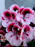 Geranium Live Plant 6" Pot Pelargonium x hortorum White and Dark Maroon Center Perennial