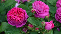 Scarlet Rose Bush Cuttings – Heirloom Rosa Multiflora, Perennial Garden Plants, Vibrant Red Blooms, Full Sun, 5+ Cuttings