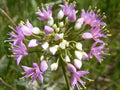 Prairie Onion Seeds - Bulk Non-GMO Heirloom Allium stellatum - Edible Greens for Gardening & Cooking