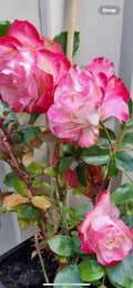 Fire and Ice Rose Cuttings - 3 Pack, 6-8" Long, Bi-colored Rosa 'Fire and Ice' for Garden, Container, Landscaping