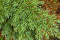 Mountain Hemlock Tree Seedling | Bare Root Tsuga mertensiana for Landscape or Bonsai