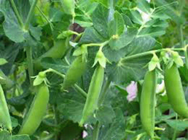 Sugar Daddy Snap Peas Seeds, Heirloom Variety, 500+ Seeds, Perfect for Salads and Snacks, Pisum sativum