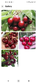 Black Cherry Seeds 10+2 Free | Sweet Edible Fruit | Prunus serotina | USA Native Tree | Zones 3-9