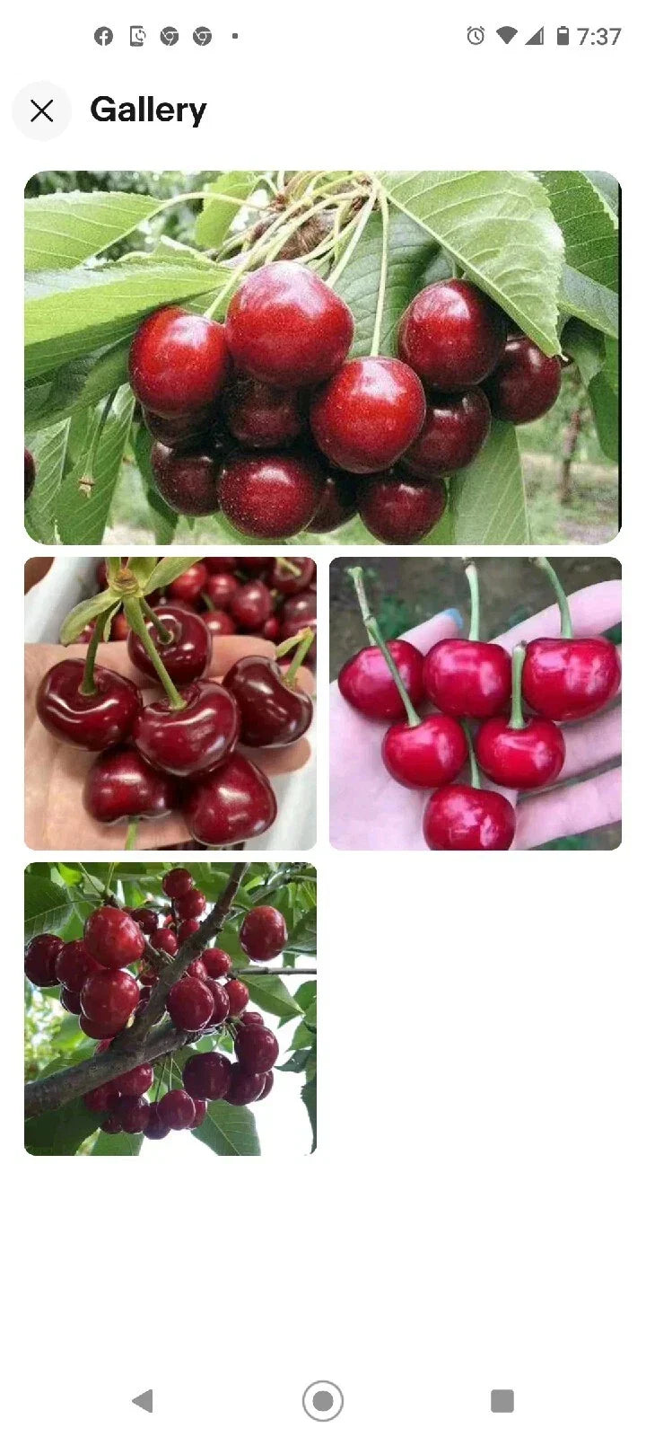 Black Cherry Seeds 10+2 Free | Sweet Edible Fruit | Prunus serotina | USA Native Tree | Zones 3-9