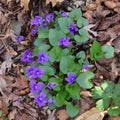 Blue Garden Violet Bare-root Bulbs | Viola rotundifolia | Perennial Flowering Plant for Gardens and Landscaping