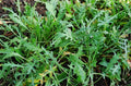 Wild Arugula Seeds - Over 400 Non-GMO Brassica rapa subsp. sylvestris Herb Seeds for Gardens, Containers, and Salads