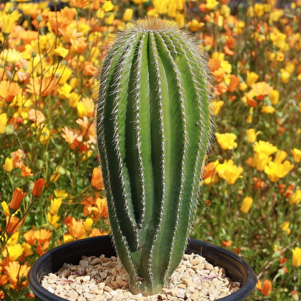 Golden Saguaro Cactus Plant - Neobuxbaumia polylopha - Real Live Succulent - Indoor/Outdoor Decor