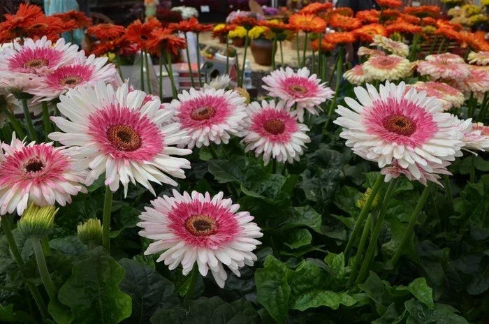 Everglades Gerbera Daisy Seeds - 200+ Pack - Gerbera jamesonii - USA Grown