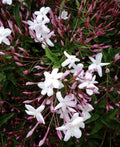 Pink Star Jasmine Cuttings - 5 Fragrant Plant Cuttings - Trachelospermum jasminoides