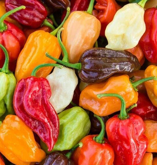 Rainbow Habanero Pepper Seeds Mix - 50+ Capsicum chinense Varieties in Multiple Colors
